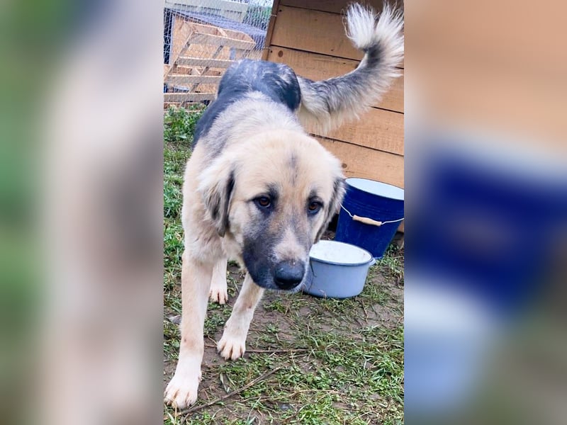 Linda – Zuhause gesucht für ein besonders liebes Mädchen