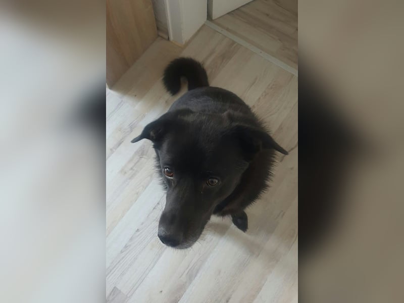 BIJOU - dringend ein neues Zuhause gesucht-wartet in PLZ 75038