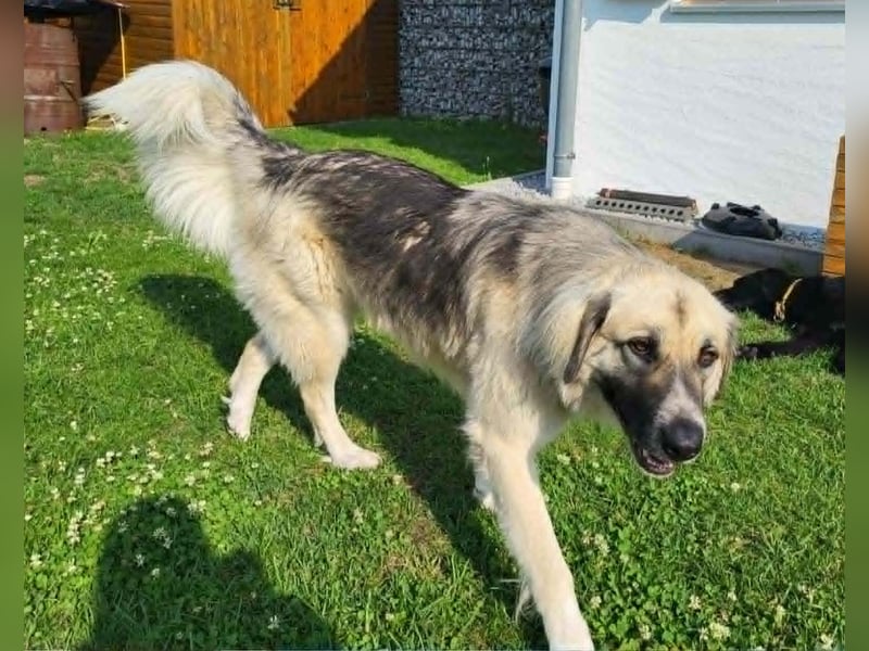 Für-immer-Zuhause ❤️gesucht für LINDA - wartet in PLZ 90596