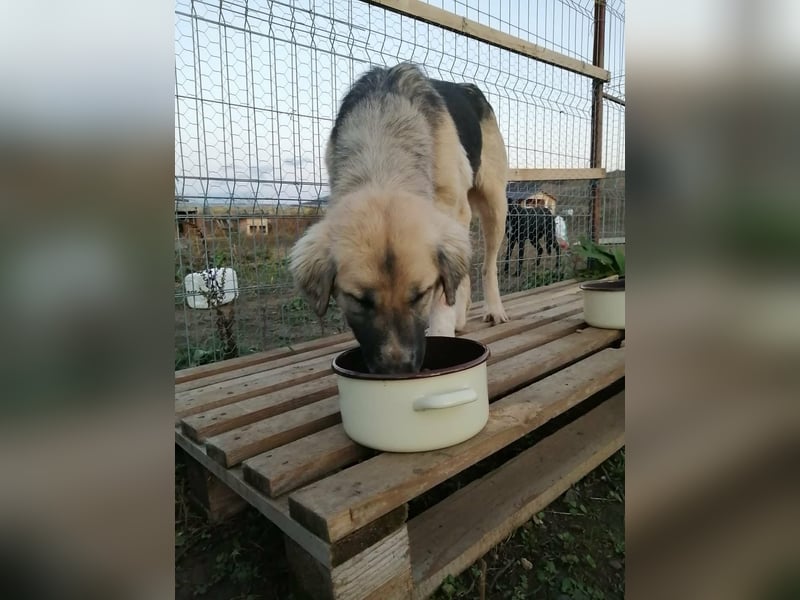 Linda – Zuhause gesucht für ein besonders liebes Mädchen