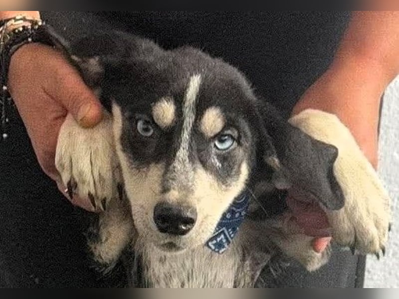 Hübsches Hundekind mit blauen Augen - das ist Lora