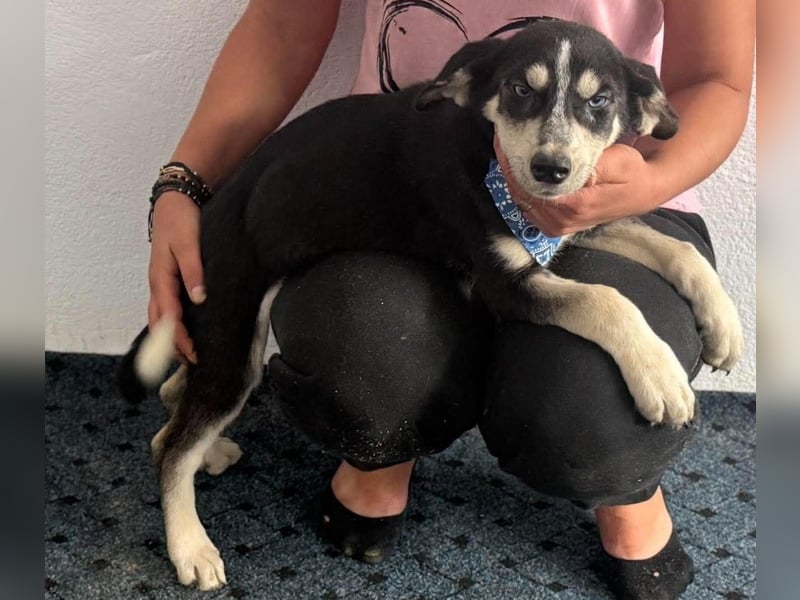 Hübsches Hundekind mit blauen Augen - das ist Lora