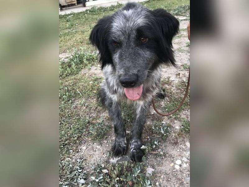 Lupo - wir geben die Hoffnung für ihn nicht auf