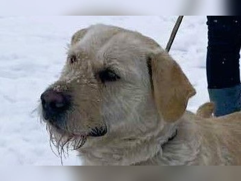 Labbi Mix „TOM“ voller Lebensfreude und Freundlichkeit