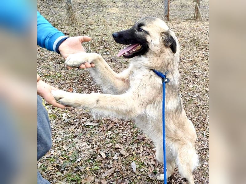 Traumjunge „Kojo“ – ist auf der Suche nach seinem Glück