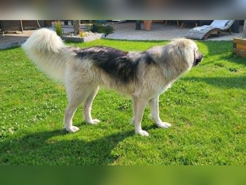 Für-immer-Zuhause ❤️gesucht für LINDA - wartet in PLZ 90596