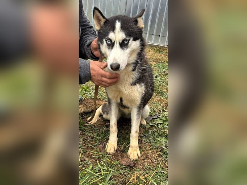 Husky-Mix „Skadi“ - nordische Schönheit mit eisblauen Augen