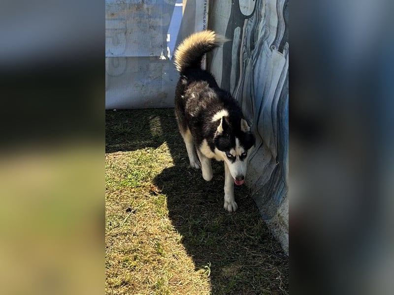 Husky-Mix „Skadi“ - nordische Schönheit mit eisblauen Augen