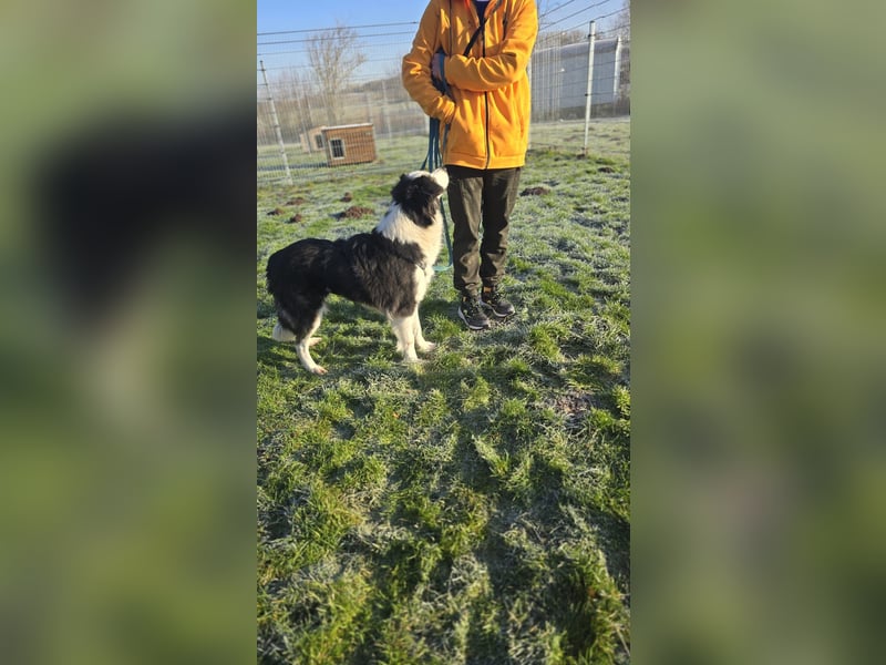 Bella sucht aktives Zuhause