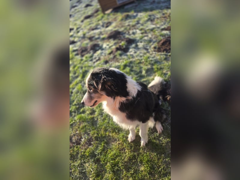 Bella sucht aktives Zuhause