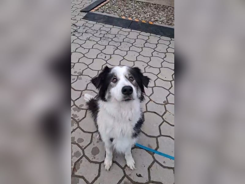 Bella sucht aktives Zuhause