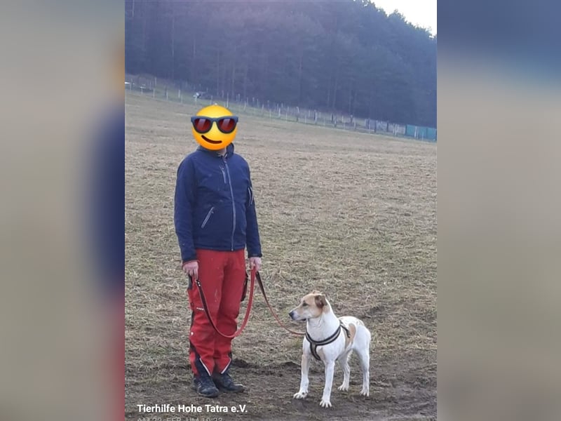 Ken, 5,5 Jahre, ca. 60 cm, ca. 29 kg sucht ein Fürimmerzuhause