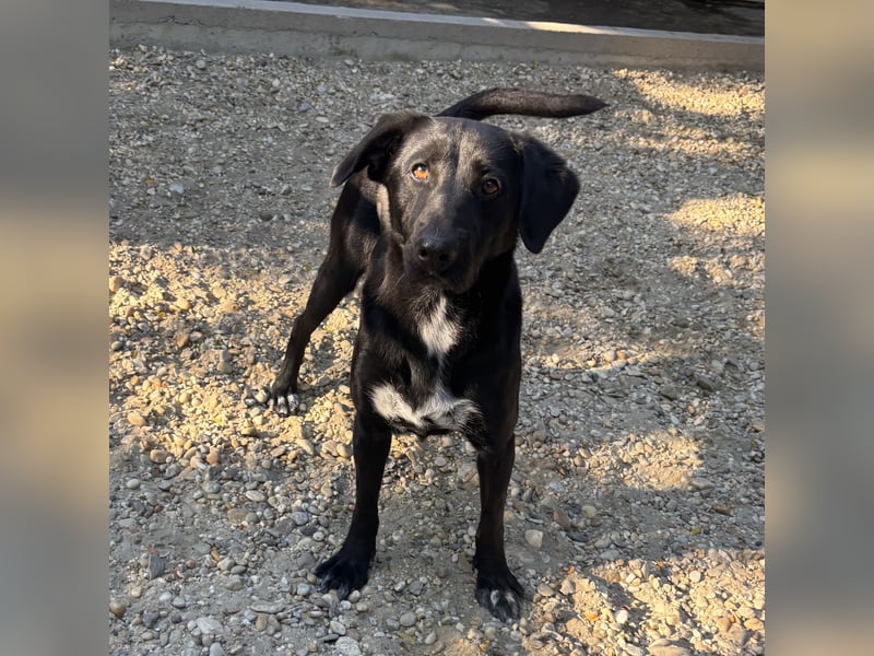 FATIME-ZUHAUSE GESUCHT