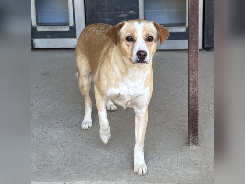 IRISZ - ÄNGSTLICHE STRAßENHÜNDIN