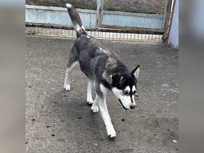 KAYA - HÜBSCHE HUSKYDAME