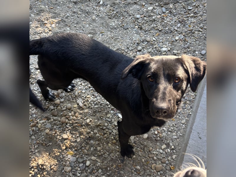 FATIME-ZUHAUSE GESUCHT