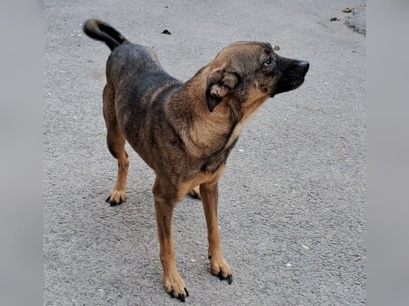 JOSA SUCHT LIEBEVOLLE MENSCHEN