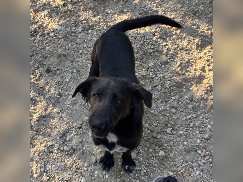 FATIME-ZUHAUSE GESUCHT