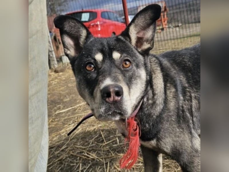 Kayana sucht Spiel und Spaß