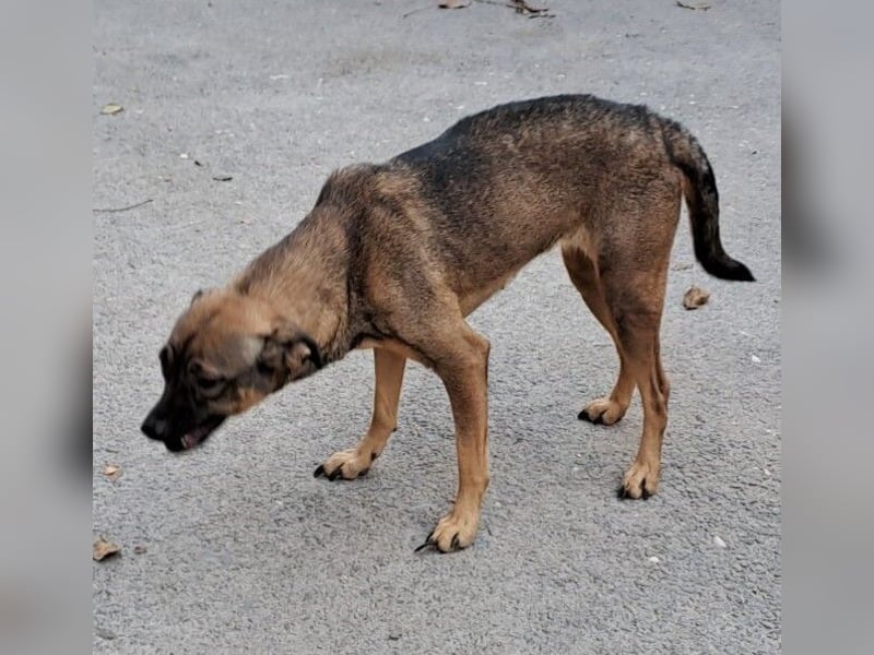 JOSA SUCHT LIEBEVOLLE MENSCHEN