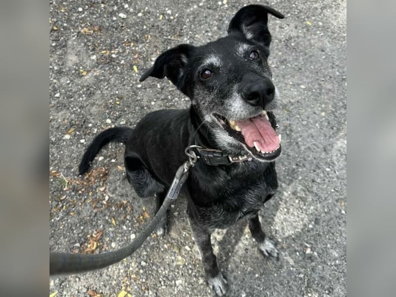 Missy sucht Geborgenheit