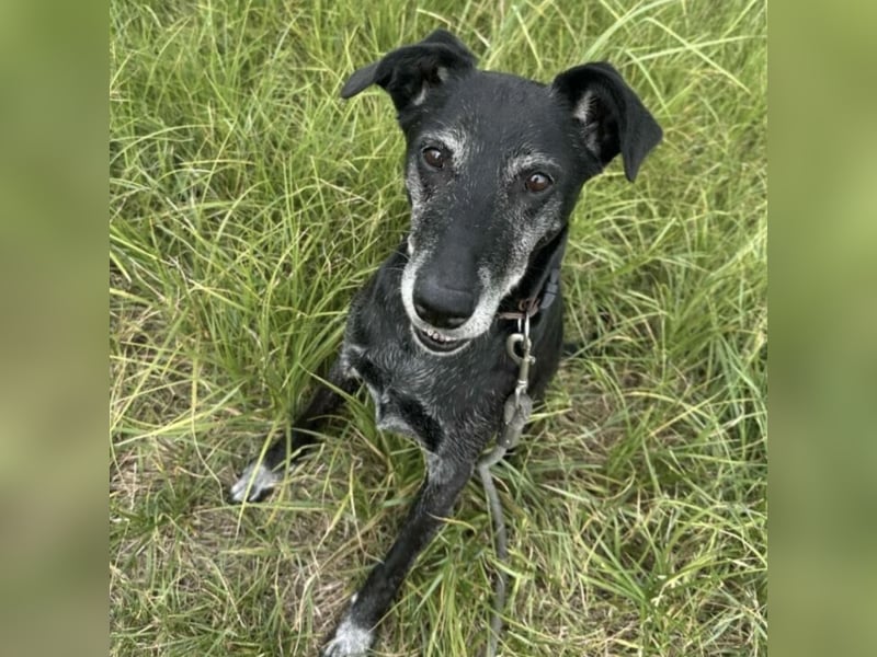 Missy sucht Geborgenheit