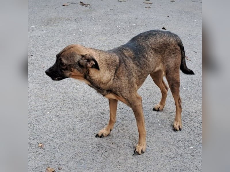 JOSA SUCHT LIEBEVOLLE MENSCHEN