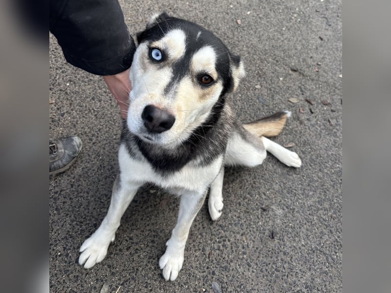 KAYA - HÜBSCHE HUSKYDAME