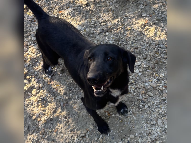 FATIME-ZUHAUSE GESUCHT