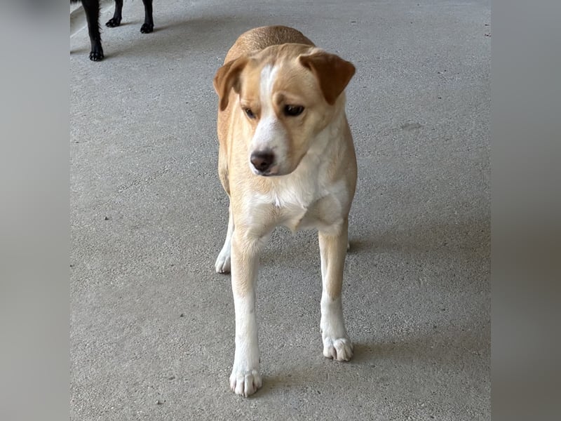 IRISZ - ÄNGSTLICHE STRAßENHÜNDIN