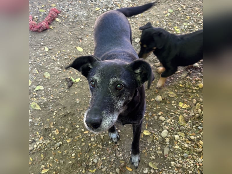 Missy sucht Geborgenheit