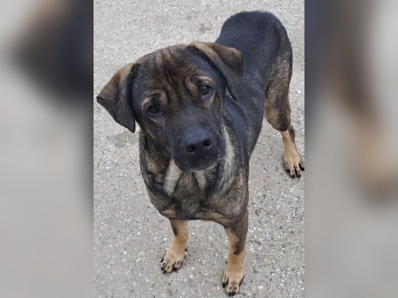 SAMURAI - BRAUCHT NOCH ZEIT