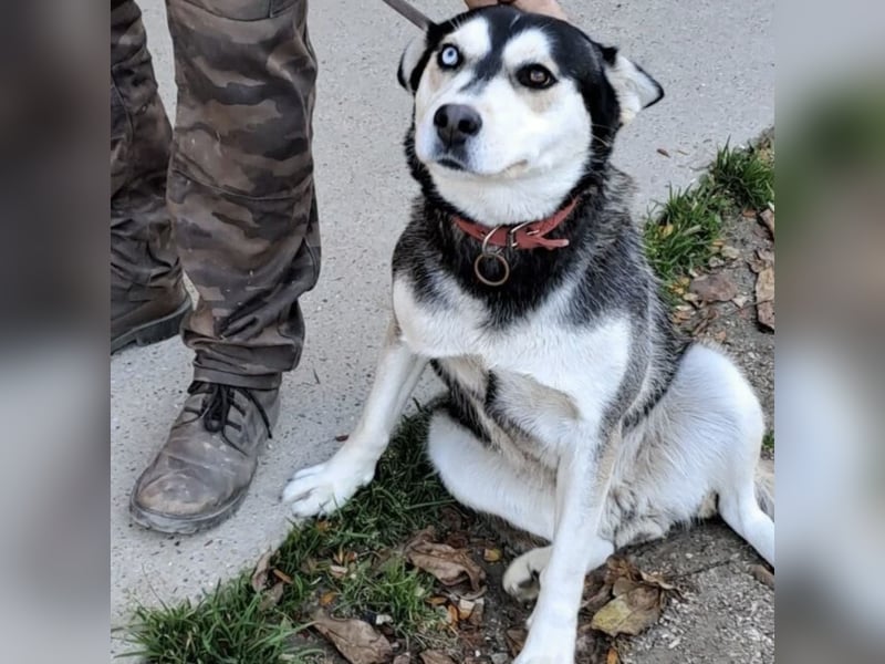 KAYA - HÜBSCHE HUSKYDAME