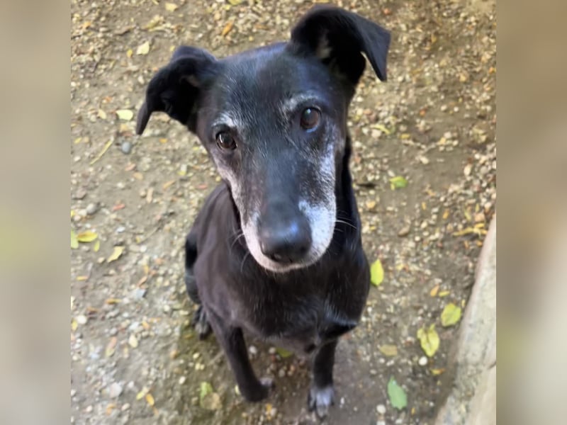 Missy sucht Geborgenheit