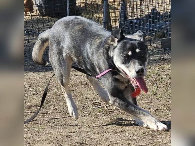 Kayana sucht Spiel und Spaß