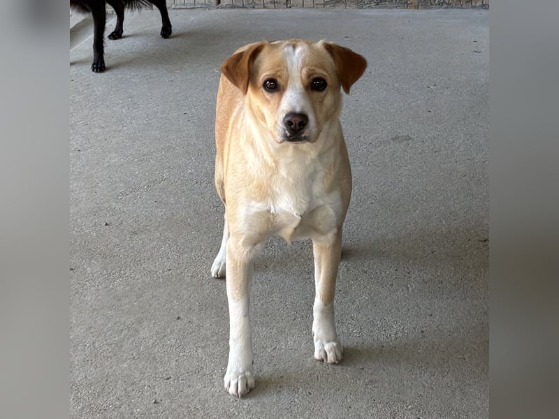 IRISZ - ÄNGSTLICHE STRAßENHÜNDIN