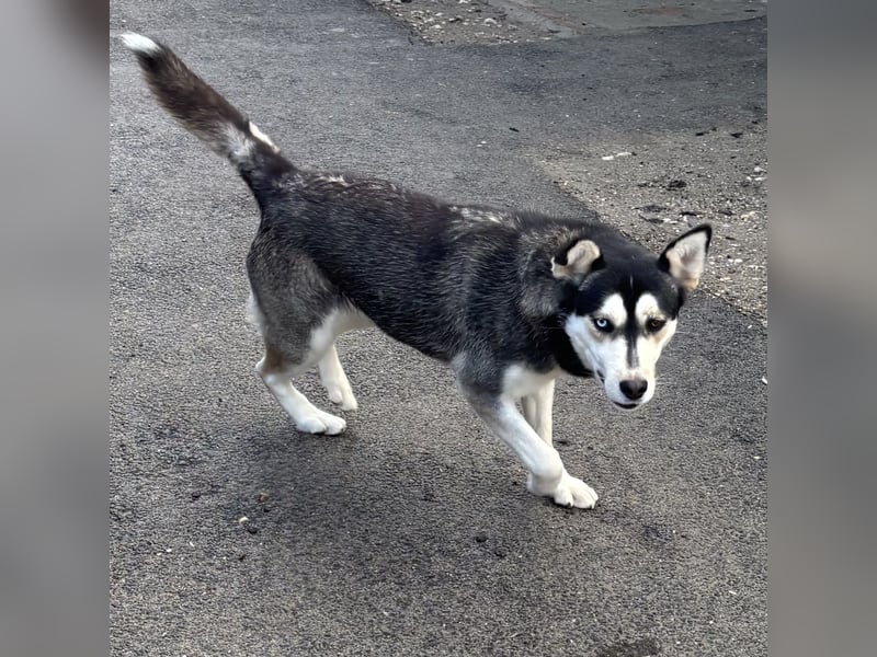 KAYA - HÜBSCHE HUSKYDAME