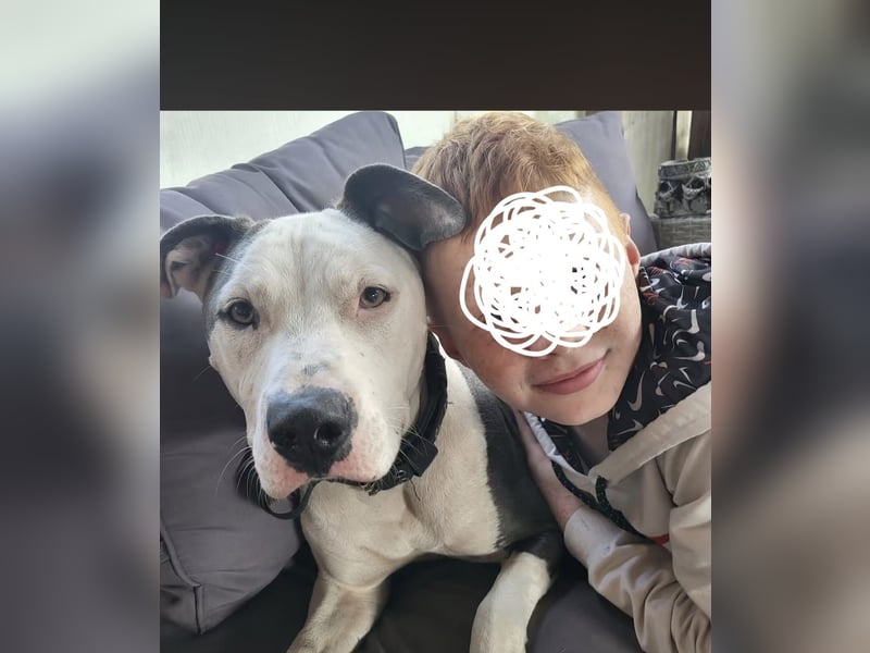Schöner Rüde sucht für immer zu Hause