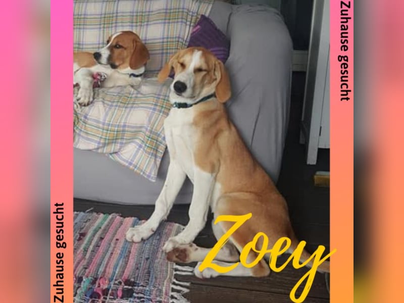 Welpe ZOEY sucht ihre Familie