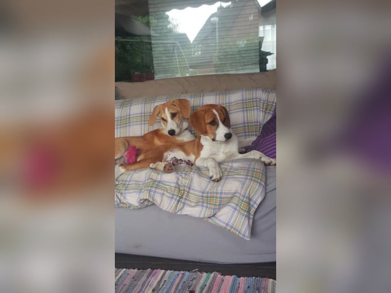 Welpe ZOEY sucht ihre Familie
