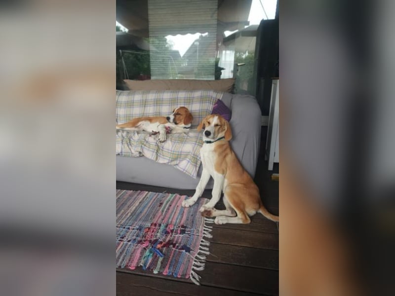 Welpe ZOEY sucht ihre Familie