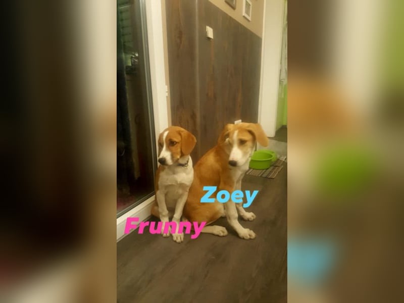 Welpe ZOEY sucht ihre Familie