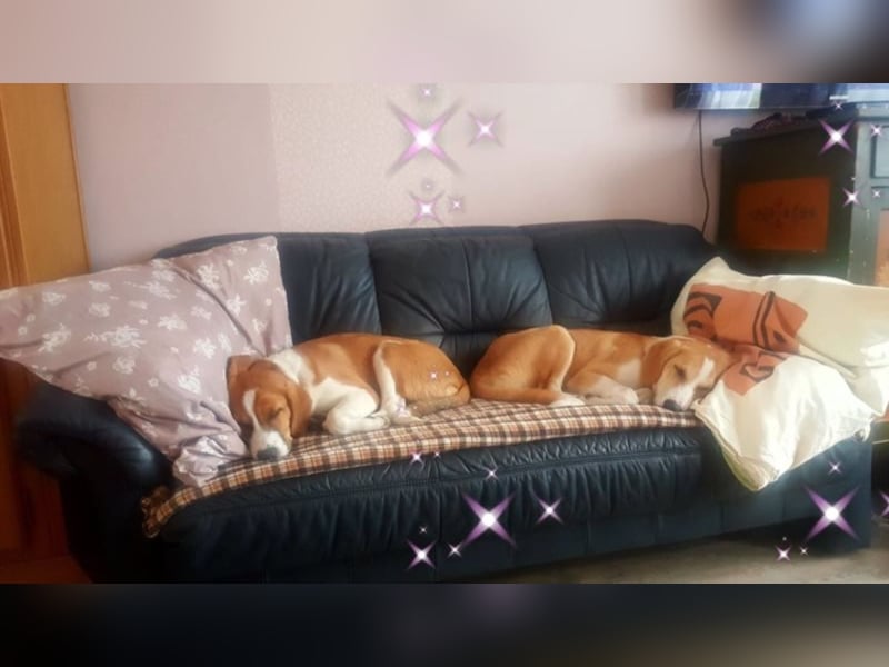 Welpe ZOEY sucht ihre Familie
