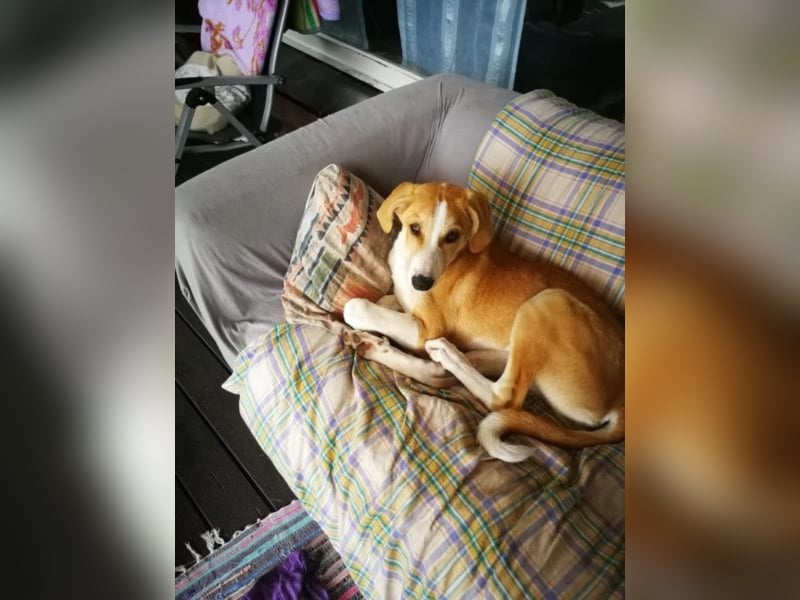 Welpe ZOEY sucht ihre Familie