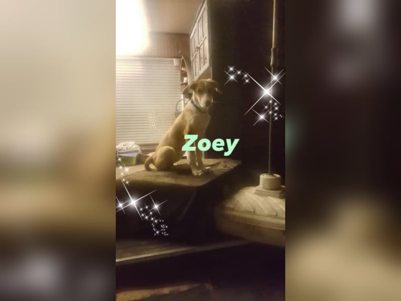 Welpe ZOEY sucht ihre Familie