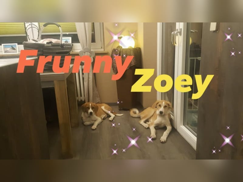 Welpe ZOEY sucht ihre Familie