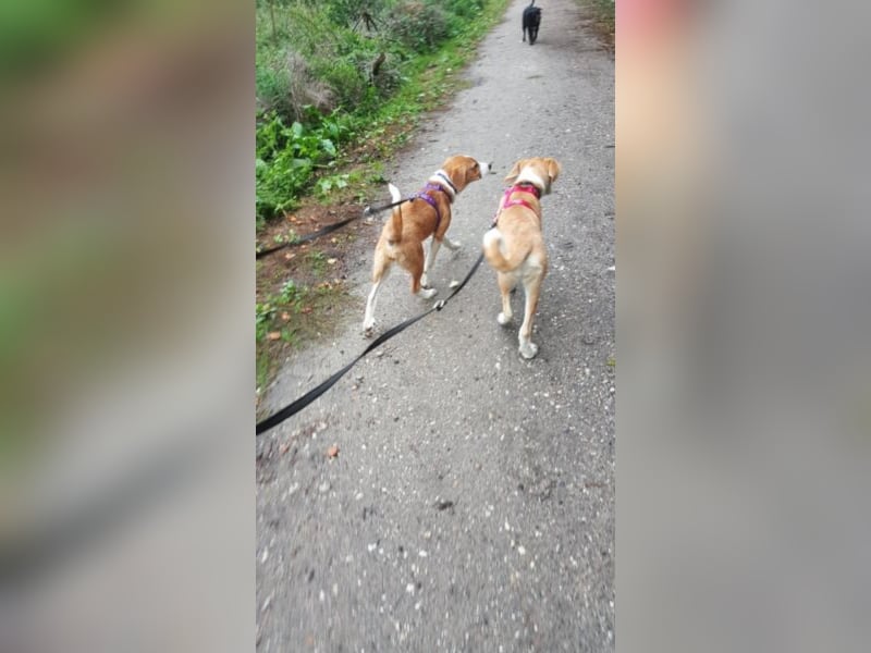 Welpe ZOEY sucht ihre Familie