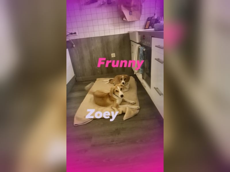Welpe ZOEY sucht ihre Familie