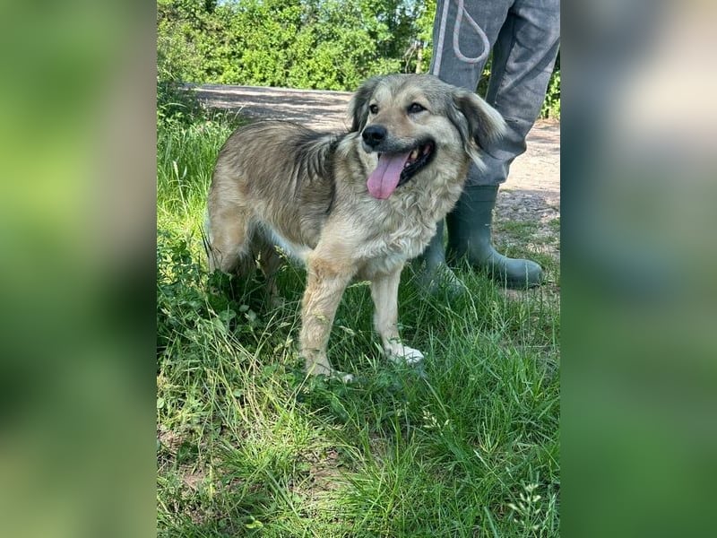 Ada, geb. 09/2022, 52 cm, sucht ihre Herzensmenschen