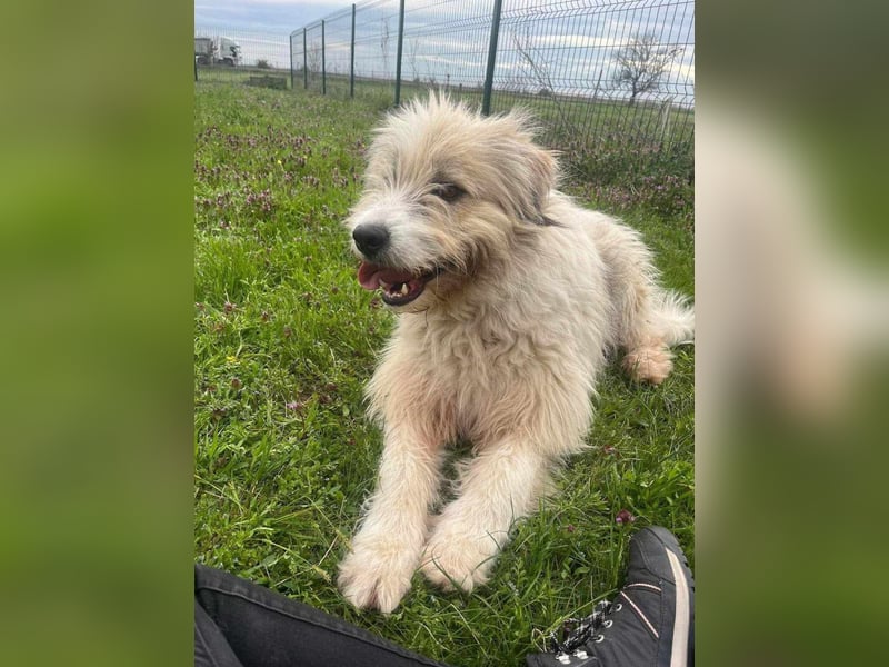 Zelda, geboren 01.06.2022, 62cm sucht ihr Glück